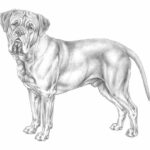 Il patentino “cane speciale”