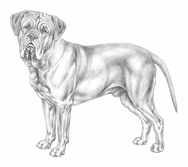 Il patentino “cane speciale”