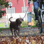 In bicicletta no!