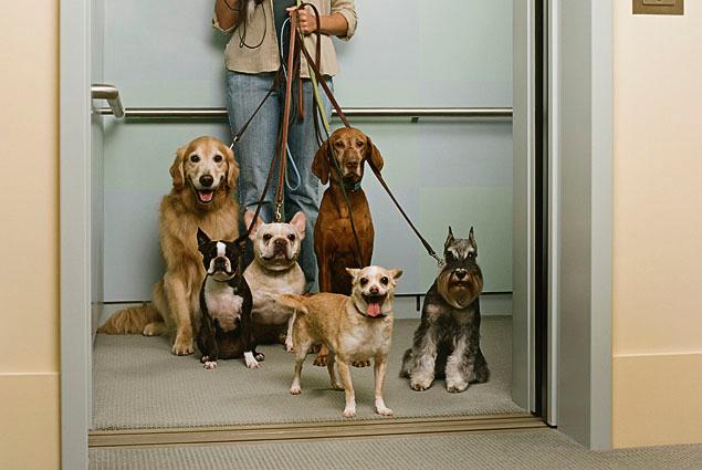 Ascensore vietato al cane extralarge