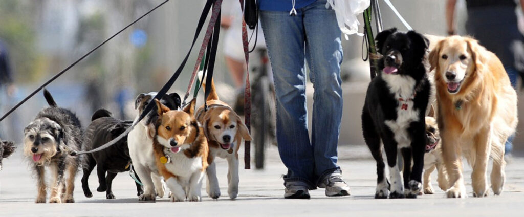 I danni di Fido: chi paga? – VIDEO