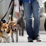 I danni di Fido: chi paga? – VIDEO