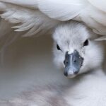 Omaggio a Stefano Ronchi