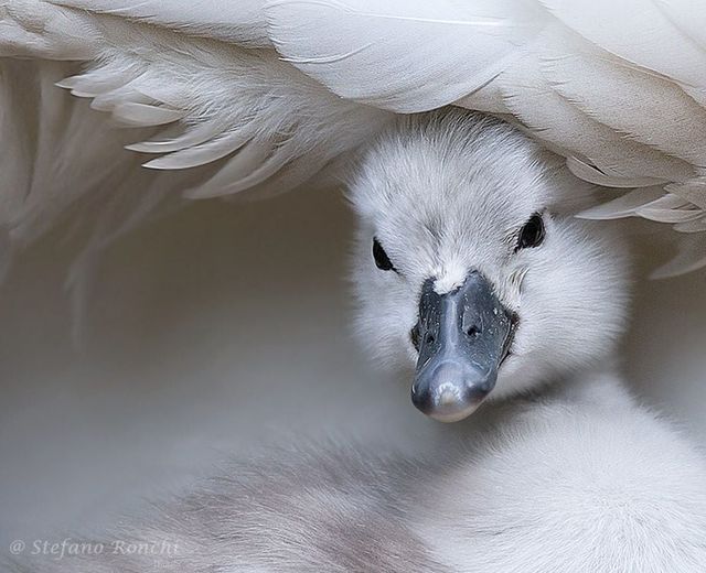 Omaggio a Stefano Ronchi