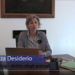 Possiedi un cane “speciale”? Un corso per te – VIDEO