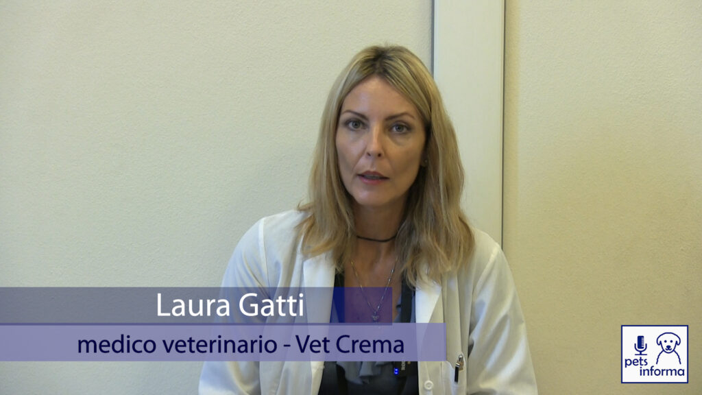 Microchip per cani e gatti, come si applica e quali rischi comporta la mancata applicazione – VIDEO