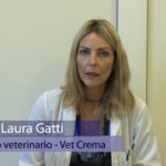 Un animale sterilizzato sarà grasso? – VIDEO