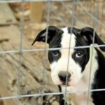 Di razza o meticcio? Come scegliere il cane