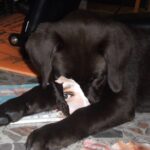 Educare un cane? È più facile crescere un bambino!
