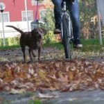 Si può condurre un cane andando in bicicletta? – VIDEO