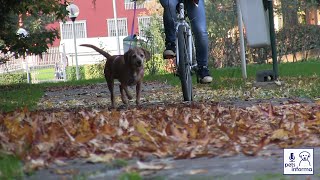 Si può condurre un cane andando in bicicletta? – VIDEO