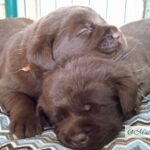 Acquistare un cucciolo di labrador: un decalogo per evitare fregature