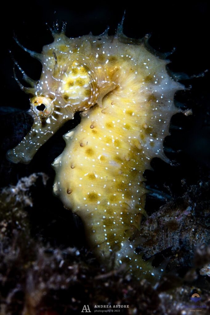 Il Cavalluccio Marino