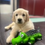 Allevatori dei cani di razza in allerta