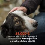 COMPANION FOR LIFE, il bando di Almo Nature per il benessere di cani e gatti