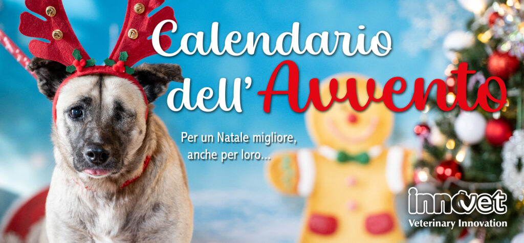 IL CALENDARIO DELL’AVVENTO ONLINE BELLO, GRATUITO E SOLIDALE: DONA AIUTO A CANI SFORTUNATI E PROVA A FARLI ADOTTARE